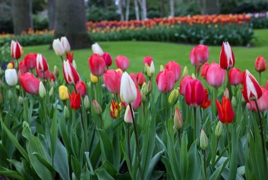 Colorful tulips in the Keukenhof Garden in Lisse, Holland, Netherlands.