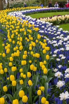 Keukenhof, Lisse Netherlands - April 18, 2023: Tulips and blue muscari blooming n the Keukenhof Garden in Lisse, Holland, Netherlands.