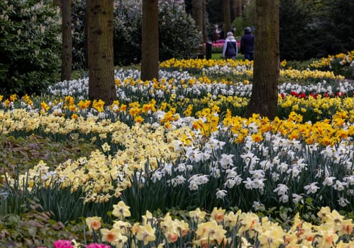 Keukenhof, Lisse Netherlands - April 18, 2023: Colorful flowers in the Keukenhof Garden in Lisse, Holland, Netherlands.