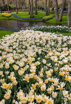 Keukenhof, Lisse Netherlands - April 18, 2023: Colorful tulips in the Keukenhof Garden in Lisse, Holland, Netherlands.