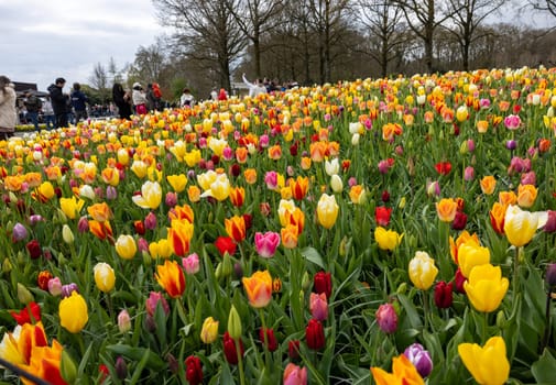 Keukenhof, Lisse Netherlands - April 18, 2023: A melange of colorful tulips blooming in the Keukenhof Garden in Lisse, Holland, Netherlands.