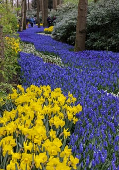 Keukenhof, Lisse Netherlands - April 18, 2023: Yellow daffodils and blue muscari flowers blooming in the Keukenhof Garden in Lisse, Holland, Netherlands.