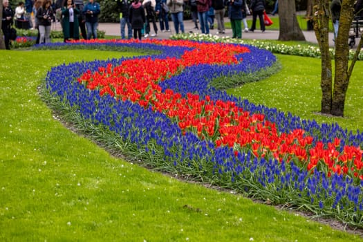 Keukenhof, Lisse Netherlands - April 18, 2023: Red Tulips and blue muscari flowers blooming in the Keukenhof Garden in Lisse, Holland, Netherlands.