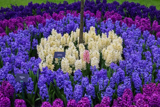 Keukenhof, Lisse Netherlands - April 18, 2023: Colorful hyacinths blooming in the Keukenhof Garden in Lisse, Holland, Netherlands.