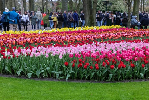 Keukenhof, Lisse Netherlands - April 18, 2023: Visitors at the Keukenhof Garden in Lisse, Netherlands.