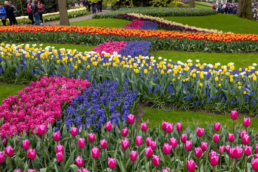 Keukenhof, Lisse Netherlands - April 18, 2023: Colorful flowers in the Keukenhof Garden in Lisse, Holland, Netherlands.