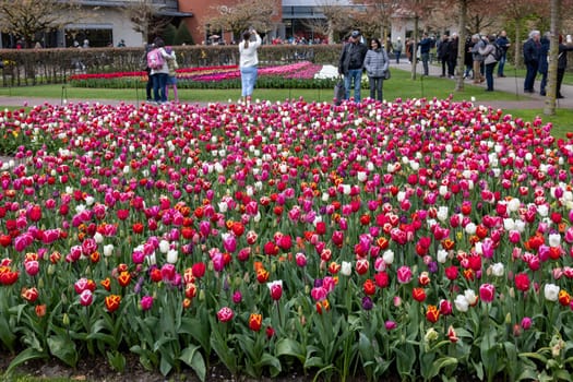 Keukenhof, Lisse Netherlands - April 18, 2023: Visitors at the Keukenhof Garden in Lisse, Netherlands.