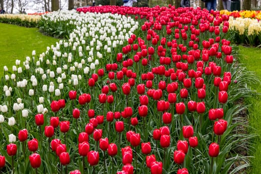 Keukenhof, Lisse Netherlands - April 18, 2023: Red and white tulips in the Keukenhof Garden in Lisse, Holland, Netherlands.