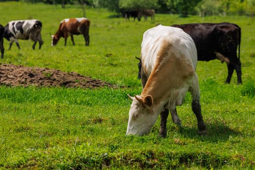A group of free-range grass-fed cows is peacefully grazing in a grassy meadow.