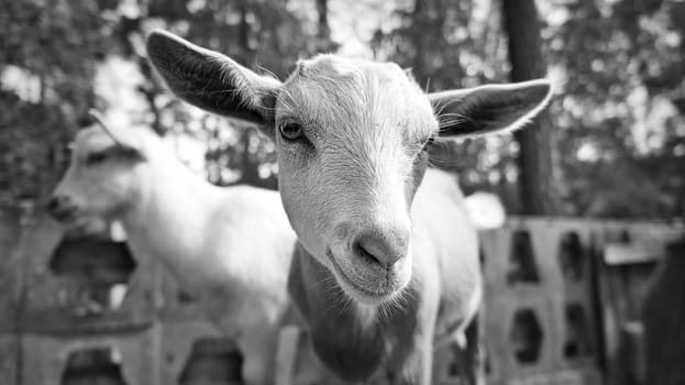 Portrait of a goat in black and white. Funny animal photo. Farm animal on the farm. Close-up animal photo