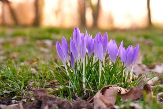 Crocuses in a meadow in soft warm light. Spring flowers that herald spring. Flowers picture