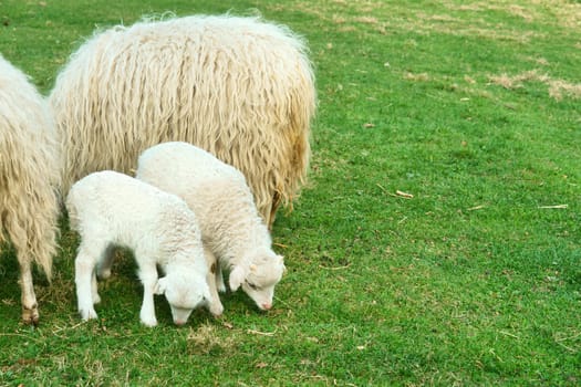 Easter lambs with their mother on a green meadow. White wool on farm animal on a farm. Animal photo of a mammal