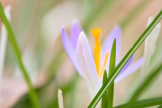Single crocus flower delicately depicted in soft warm light. Spring flowers that herald spring. Flowers picture