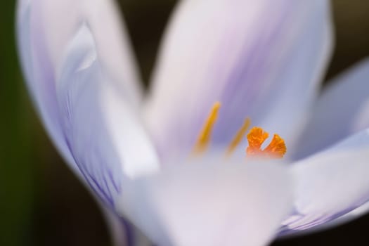 Single crocus flower delicately depicted in soft warm light. Spring flowers that herald spring. Flowers picture