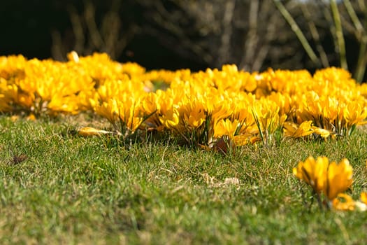 Crocuses in a meadow in soft warm light. Spring flowers that herald spring. Flowers picture