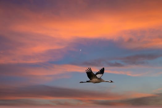 Cranes fly in the sky at sunset. Migratory birds on the Darss. Wildlife photo from nature in Germany