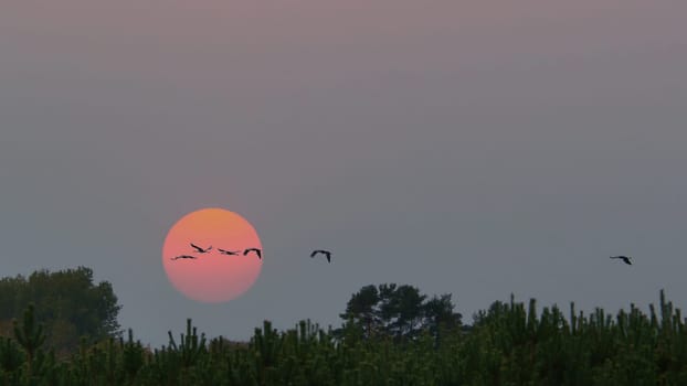 Cranes flying over trees in a forest. The moon in the sky. Migratory birds in front of the moon. Animal photo of birds from nature at the Baltic Sea.