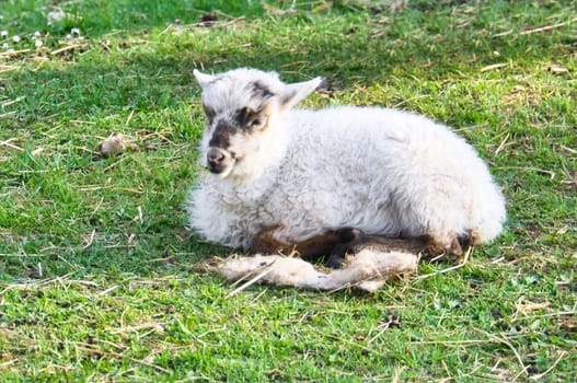 Easter lamb lying on a green meadow. White wool on a farm animal on a farm. Animal photo of a mammal
