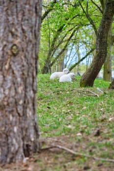 Easter lambs lying between trees in a green meadow. White wool on a farm animal on a farm. Animal photo of a mammal