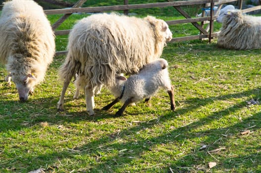 Easter lamb drinks with his mother in a green meadow. Baby farm animal on a farm. Animal photo