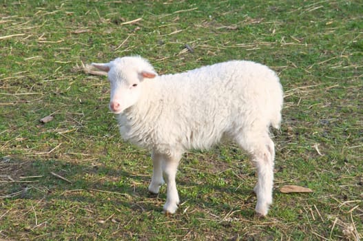 Easter lamb standing on a green meadow. White wool on a farm animal on a farm. Animal photo