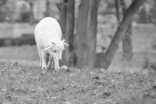 Easter lamb stands on a green meadow in black and white. White wool on a farm animal on a farm. Animal photo