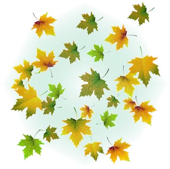 Yellow-green autumn maple leaves with gloss on a white background and with a green tint in the center