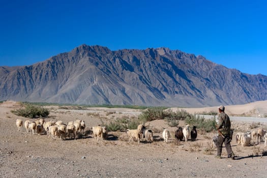 Shepherd with his sheep and goats in the arid desert landscape near Tsetang high on the Tibetan Plateau in the Nedong District of Shannan, Tibet Autonomous Region of China.