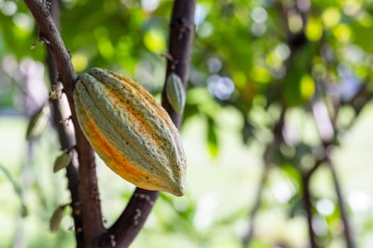 Yellow and green cocoa pod grow on the tree
