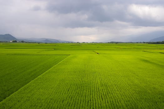 Fresh paddy rice field meadow