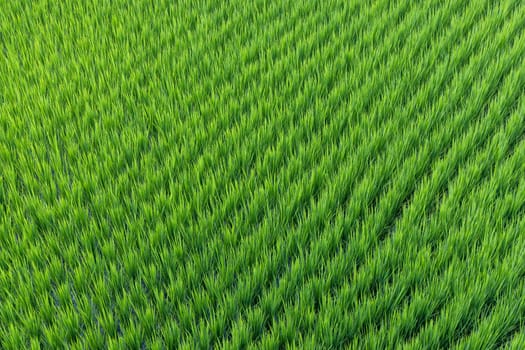 Rice field in Taitung of Taiwan