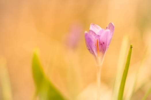 Single crocus flower delicately depicted in soft warm light. Spring flowers that herald spring. Flowers picture