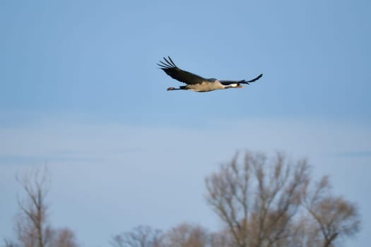 Cranes fly in the blue sky in front of trees. Migratory birds on the Darss. Wildlife photo from nature in Germany