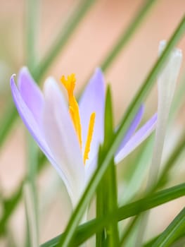 Single crocus flower delicately depicted in soft warm light. Spring flowers that herald spring. Flowers picture