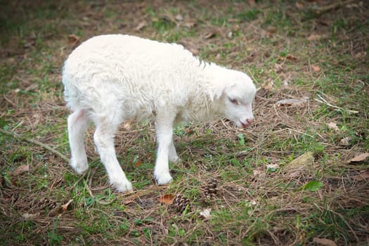 Easter lamb standing on a green meadow. White wool on a farm animal on a farm. Animal photo