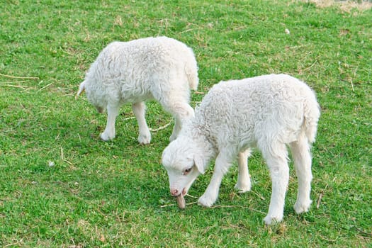 Easter lambs on a green meadow. White wool on a farm animal on a farm. Animal photo of a mammal