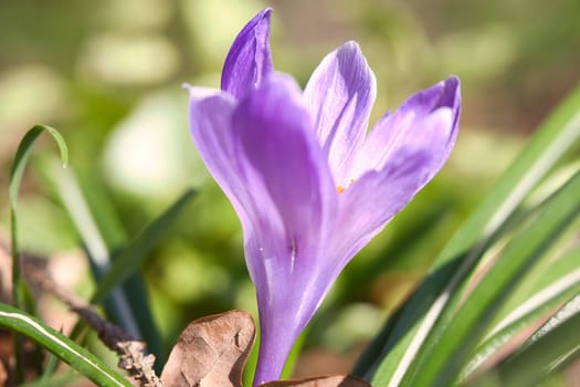 Single crocus flower in a meadow in soft warm light. Spring flowers that herald spring. Flowers picture