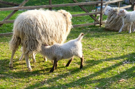 Easter lamb drinks with his mother in a green meadow. Baby farm animal on a farm. Animal photo