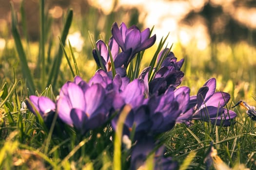 Crocuses in a meadow in soft warm light. Spring flowers that herald spring. Flowers picture