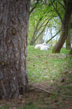 Easter lambs lying between trees in a green meadow. White wool on a farm animal on a farm. Animal photo of a mammal