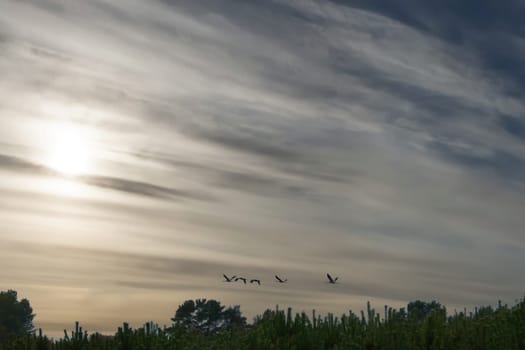 Cranes fly over trees in a forest with dramatic skies. Migratory birds on the Darss. Wildlife photo of birds from nature at the Baltic Sea.