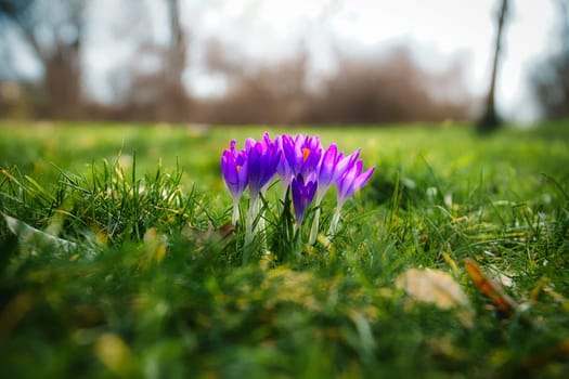 Crocuses in a meadow in soft warm light. Spring flowers that herald spring. Flowers picture