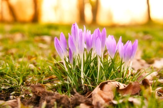 Crocuses in a meadow in soft warm light. Spring flowers that herald spring. Flowers picture
