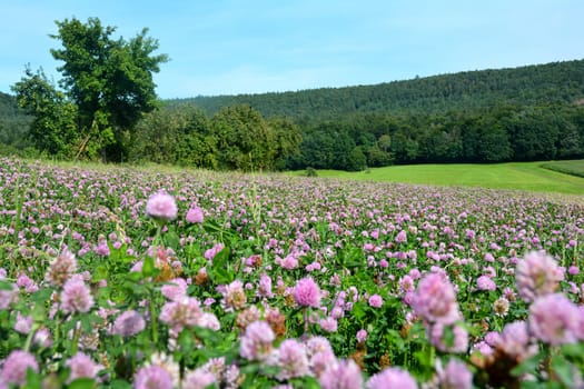 Meadow clover (Trifolium pratense) field with many flowers in green nature in front of a forest