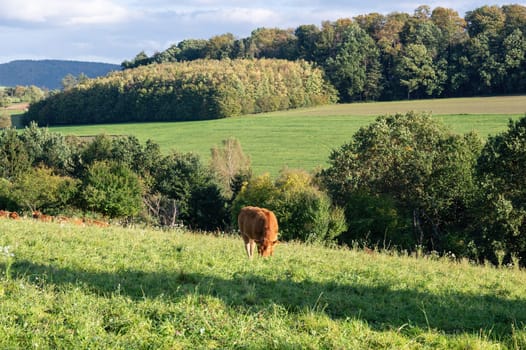 A brown cow grazing in a pasture in green nature
