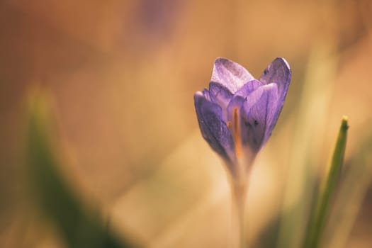 Single crocus flower delicately depicted in soft warm light. Spring flowers that herald spring. Flowers picture