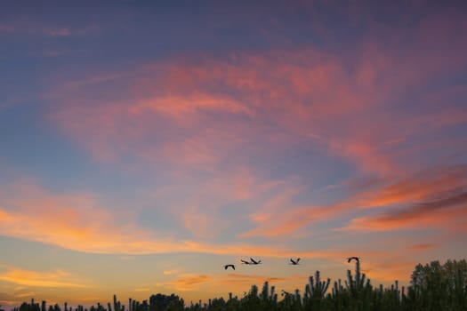 Cranes fly over trees in a forest at sunset. Migratory birds on the Darss. Wildlife photo of birds from nature at the Baltic Sea.