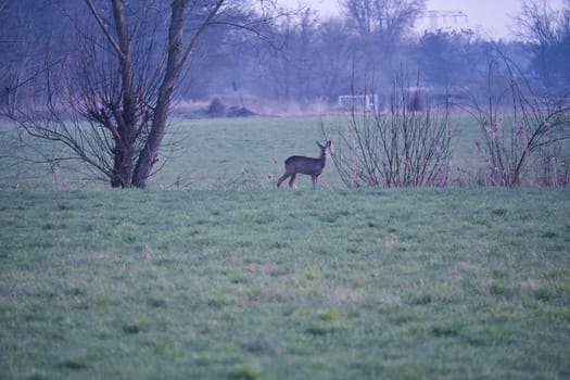 Deer on a meadow, alert and feeding in the morning hours. Hidden among the bushes. Animal photo from nature