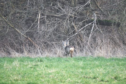 Deer on a meadow, attentive and feeding. Hidden among the bushes. Animal photo from nature