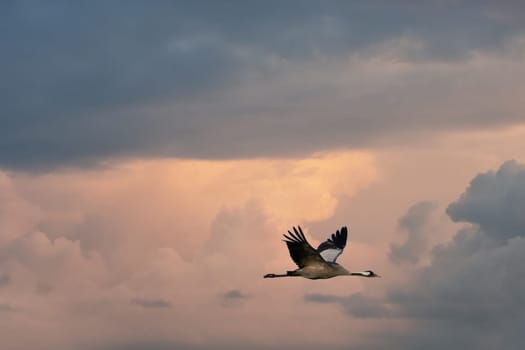 Cranes fly in the sky at sunset. Migratory birds on the Darss. Wildlife photo from nature in Germany